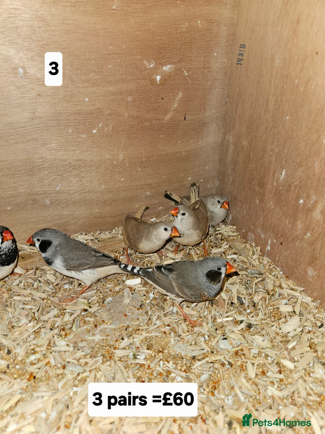 Finches birds for sale: Zebra finch   - Advert 1