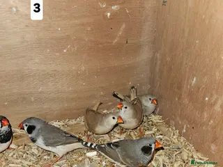 Finches birds Zebra finch - Advert 10