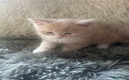 Maine Coon cats for sale: TICA registered pedigree Maine Coon kittens  - Image 5