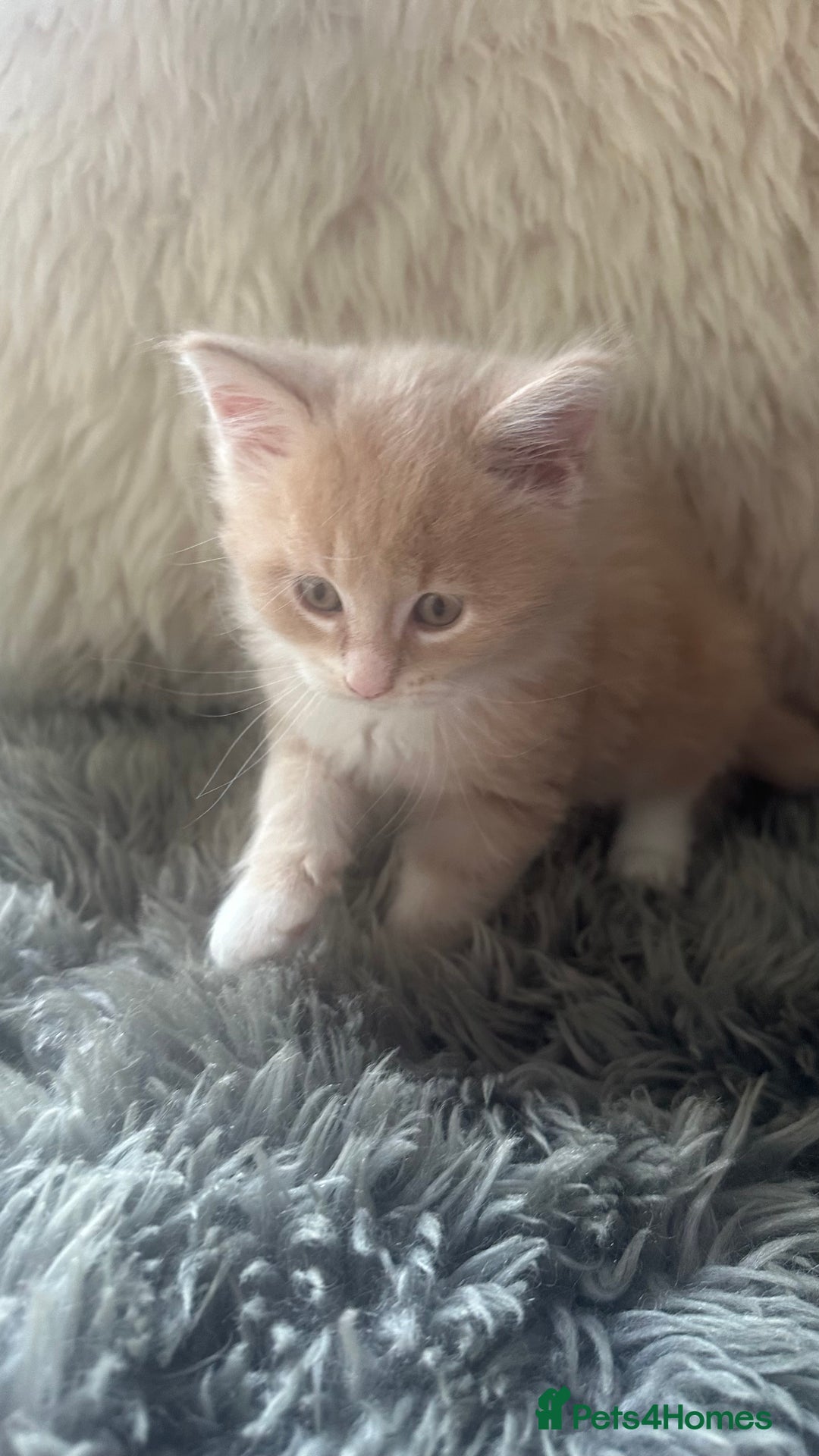 Maine Coon cats for sale: TICA registered pedigree Maine Coon kittens  - Image 5