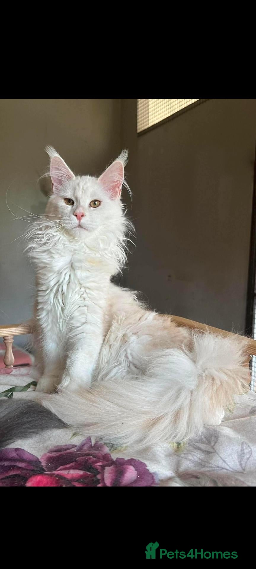 Maine Coon cats Main coon female  - Advert 3