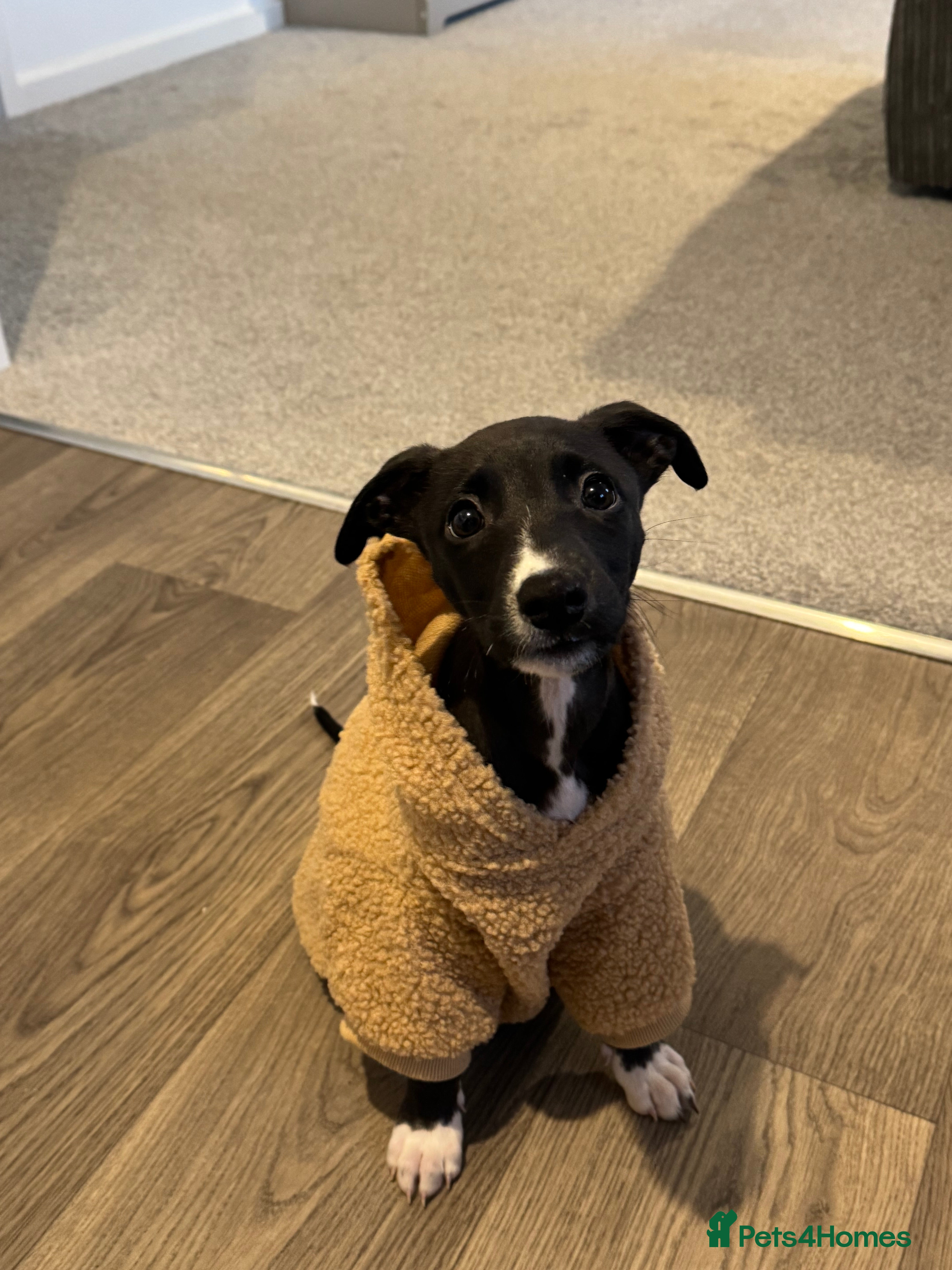 Mixed Breed dogs Whippet X greyhound female pup - Advert 1