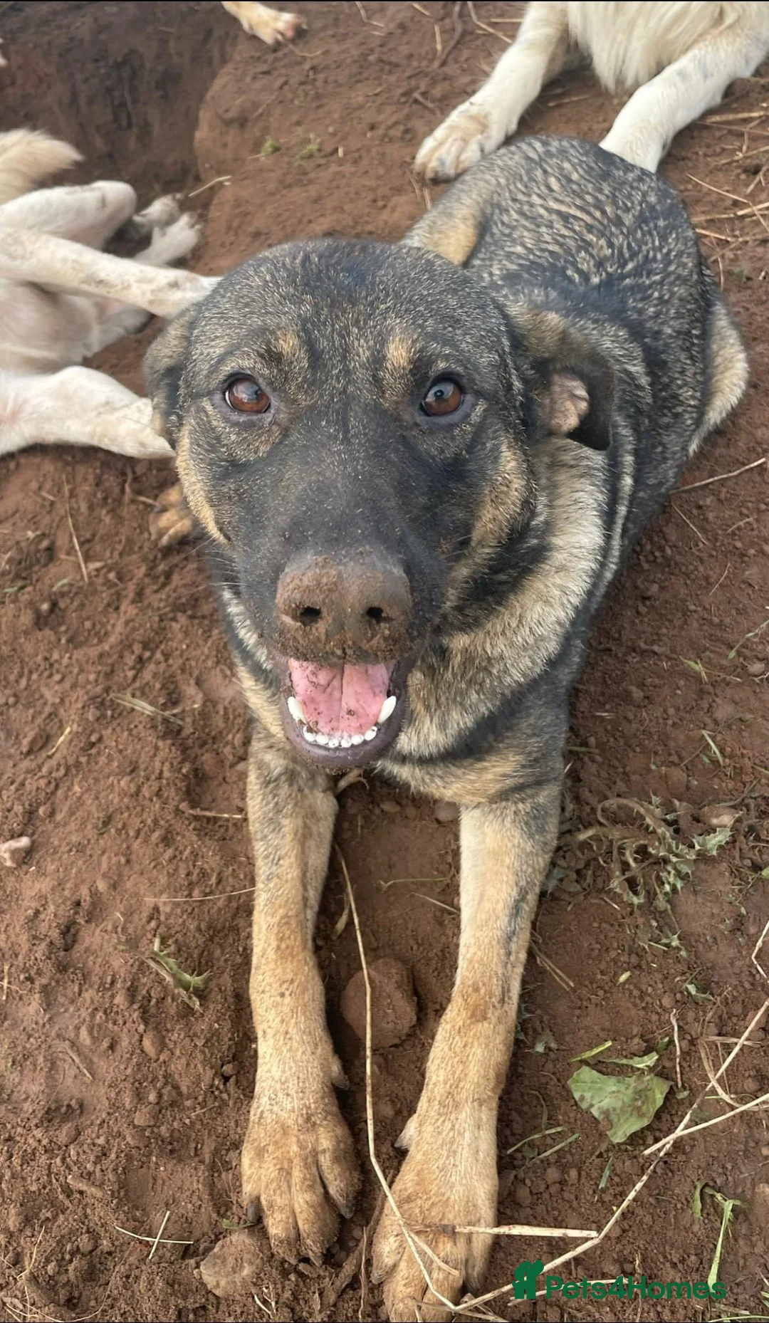 Mixed Breed dogs for adoption: Luna was stood up.... in Kidderminster - Advert 9