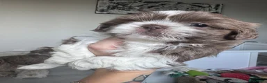Shih Tzu 1