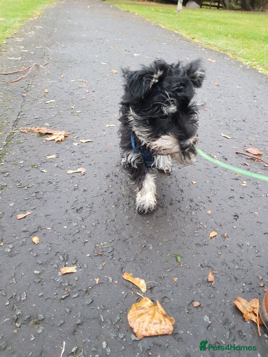 Mixed Breed dogs for sale: Schnorkie puppies - pedigree Schnauzer Dad - Advert 10