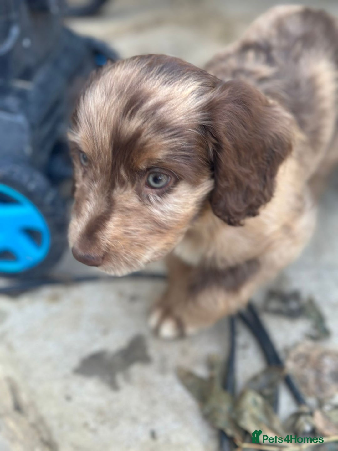 Sproodle dogs for sale: F1 Sproodle Puppies  - Image 13