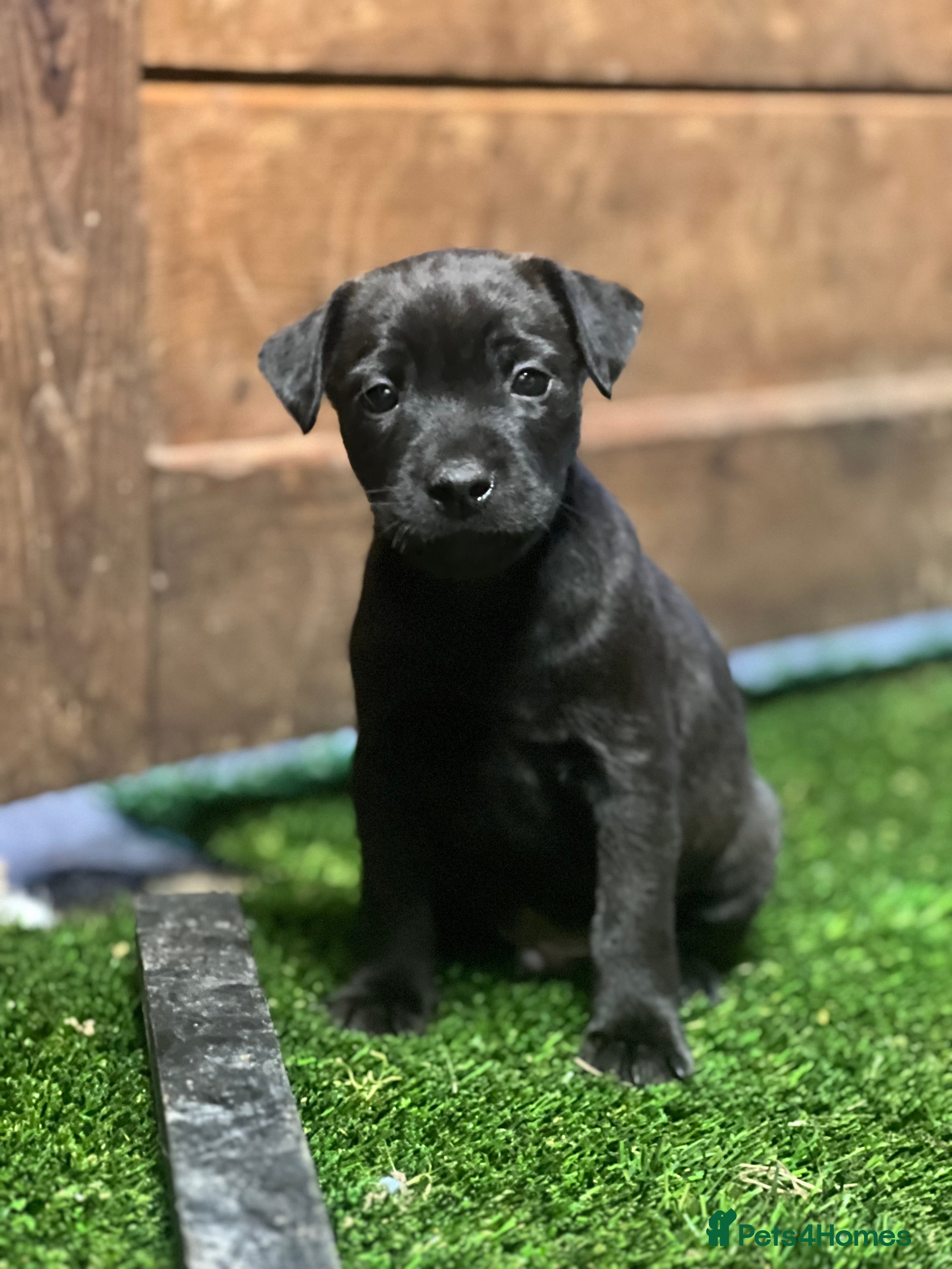 Mixed Breed dogs Litter of Patterdale x Lakeland terrier - Advert 1