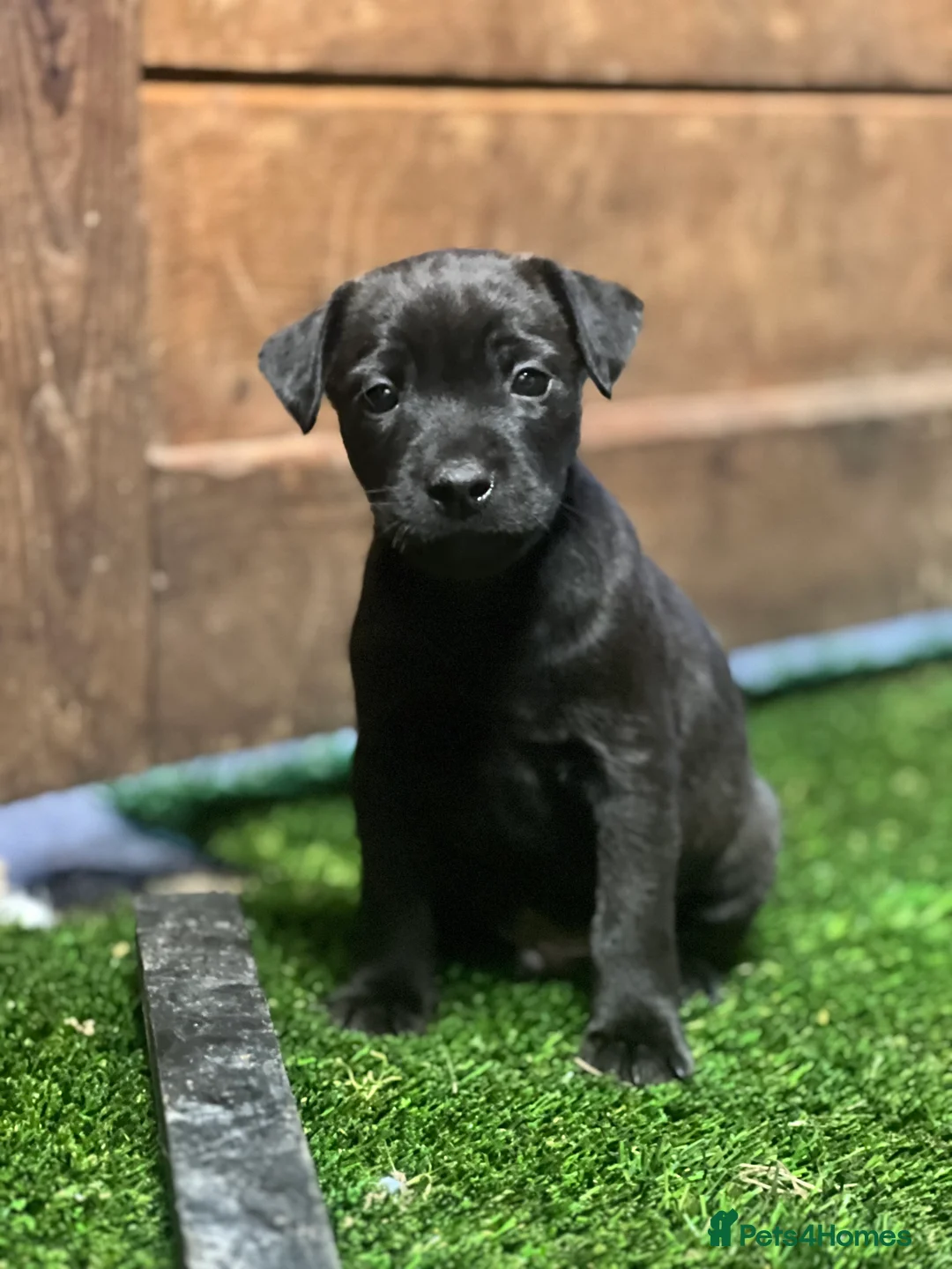 Mixed Breed dogs for sale: Litter of Patterdale x Lakeland terrier - Advert 1