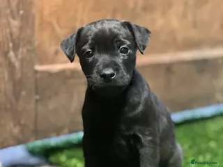 Mixed Breed dogs Litter of Patterdale x Lakeland terrier - Advert 14