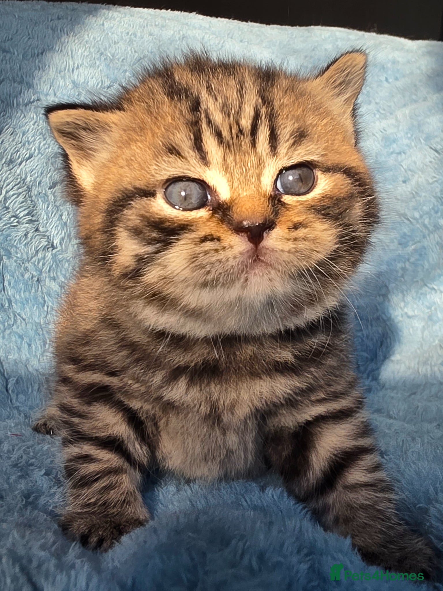 British Shorthair cats GCCF registered British shorthair kittens - Advert 17