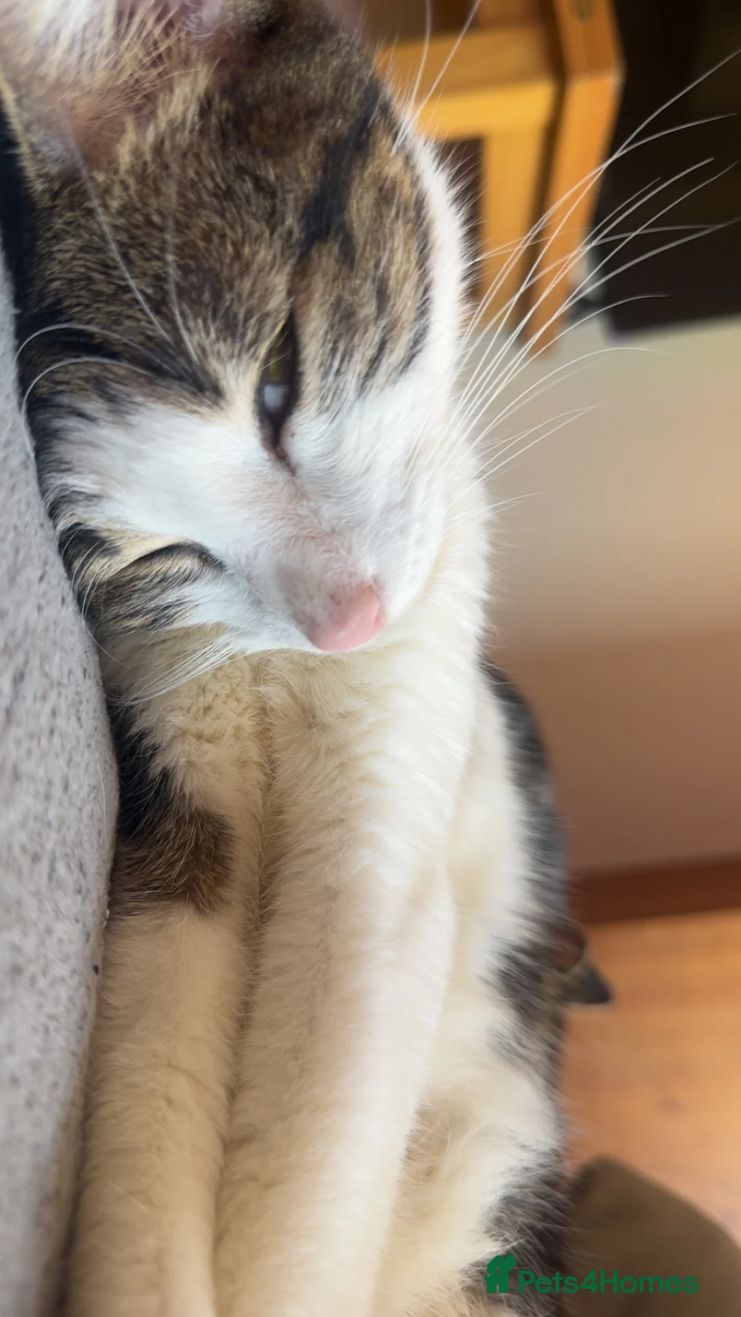 Mixed Breed cats for sale: Rescue Boy Kitten & Mummy Cat🐾🤎🤍 - Advert 2