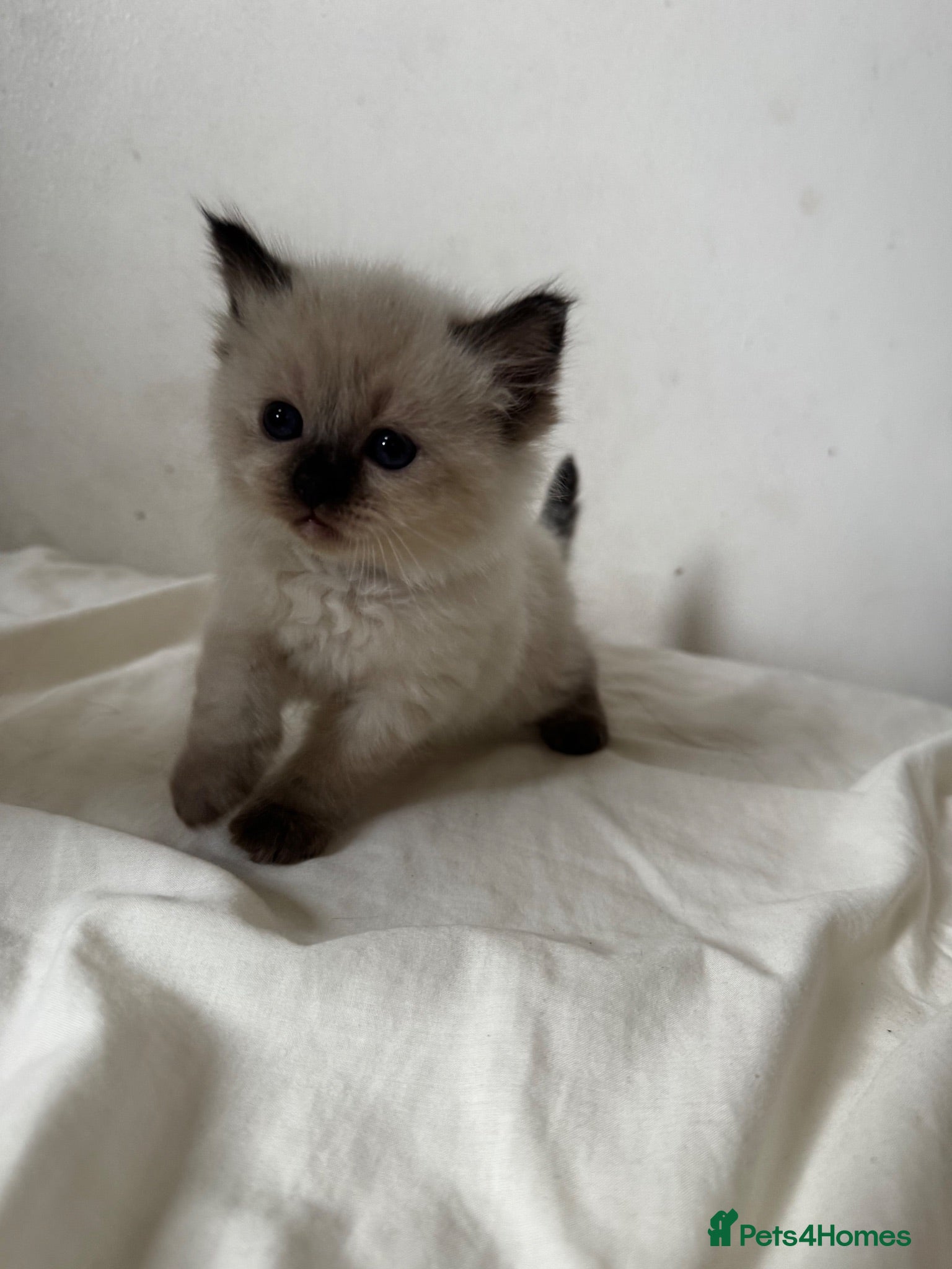 Ragdoll cats Beautiful Ragdoll Kittens Flame Point & tortie - Advert 1