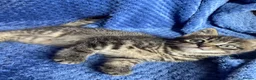 Mixed Breed cats for sale: Mainecoon kittys  - Advert 8