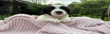 Sprocker Puppy 5