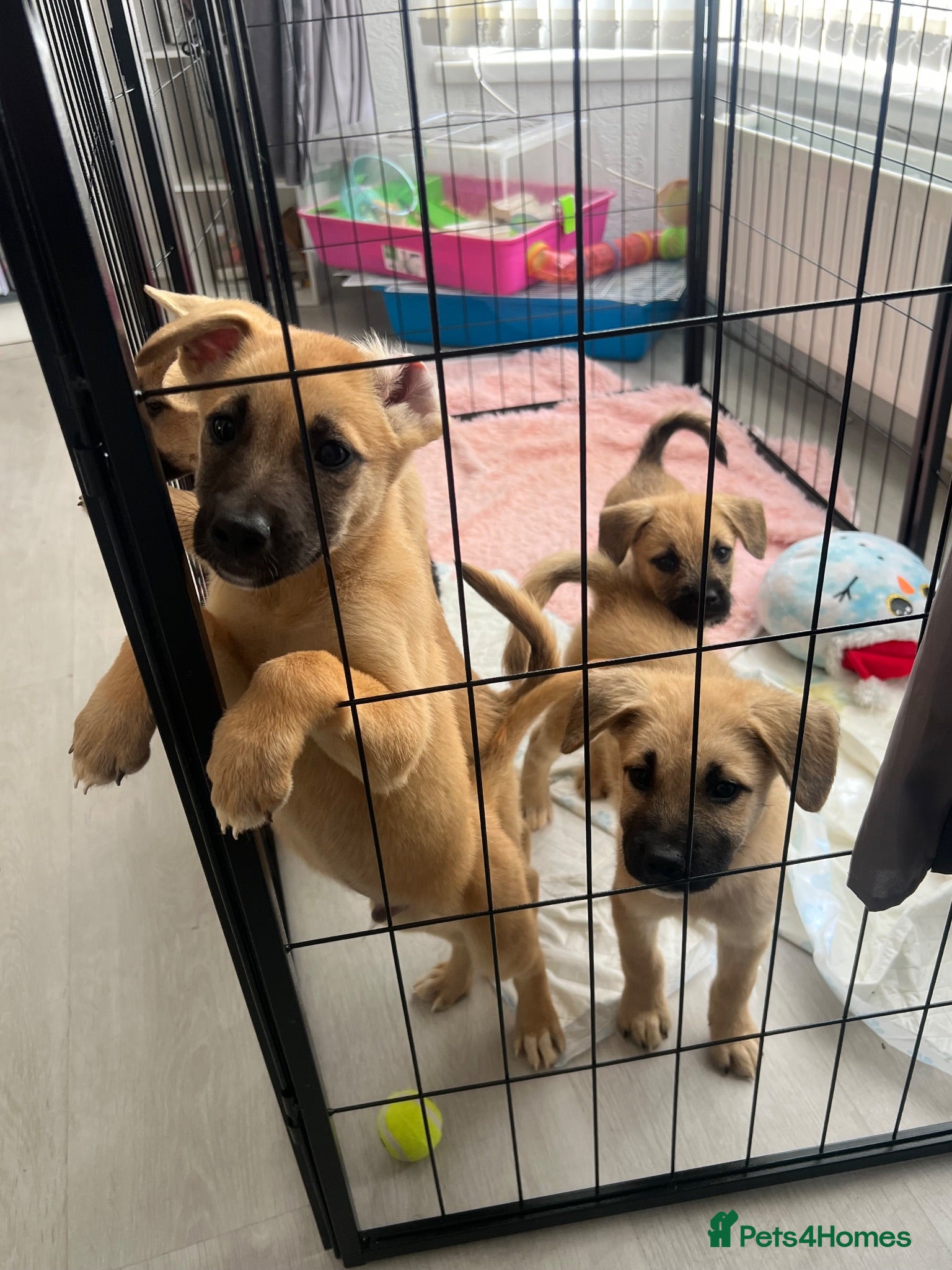 Mixed Breed dogs *READY TO LEAVE* 7 beautiful Malkita x puppies - Advert 12