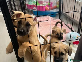 Mixed Breed dogs *ONLY 5 LEFT READY TO LEAVE* 7 Malkita X puppies - Advert 3