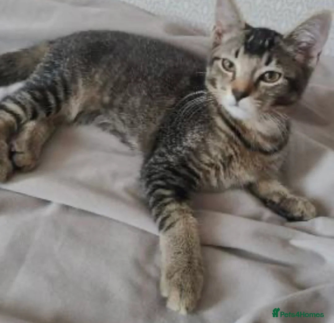 Mixed Breed cats for sale: Male kitten for sale 4 months old - Advert 2