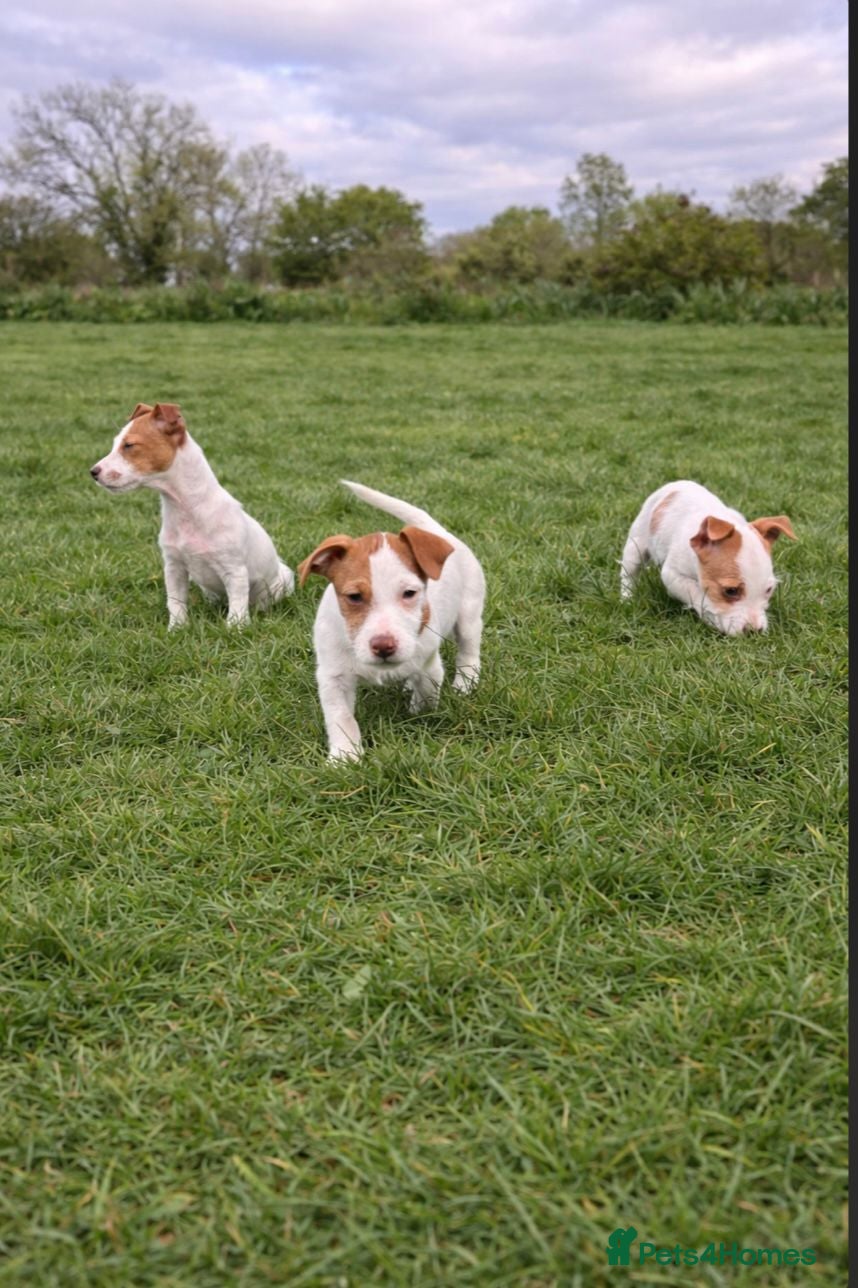 Jack Russell dogs Beautiful Jack Russel pups in Stourbridge - Advert 1