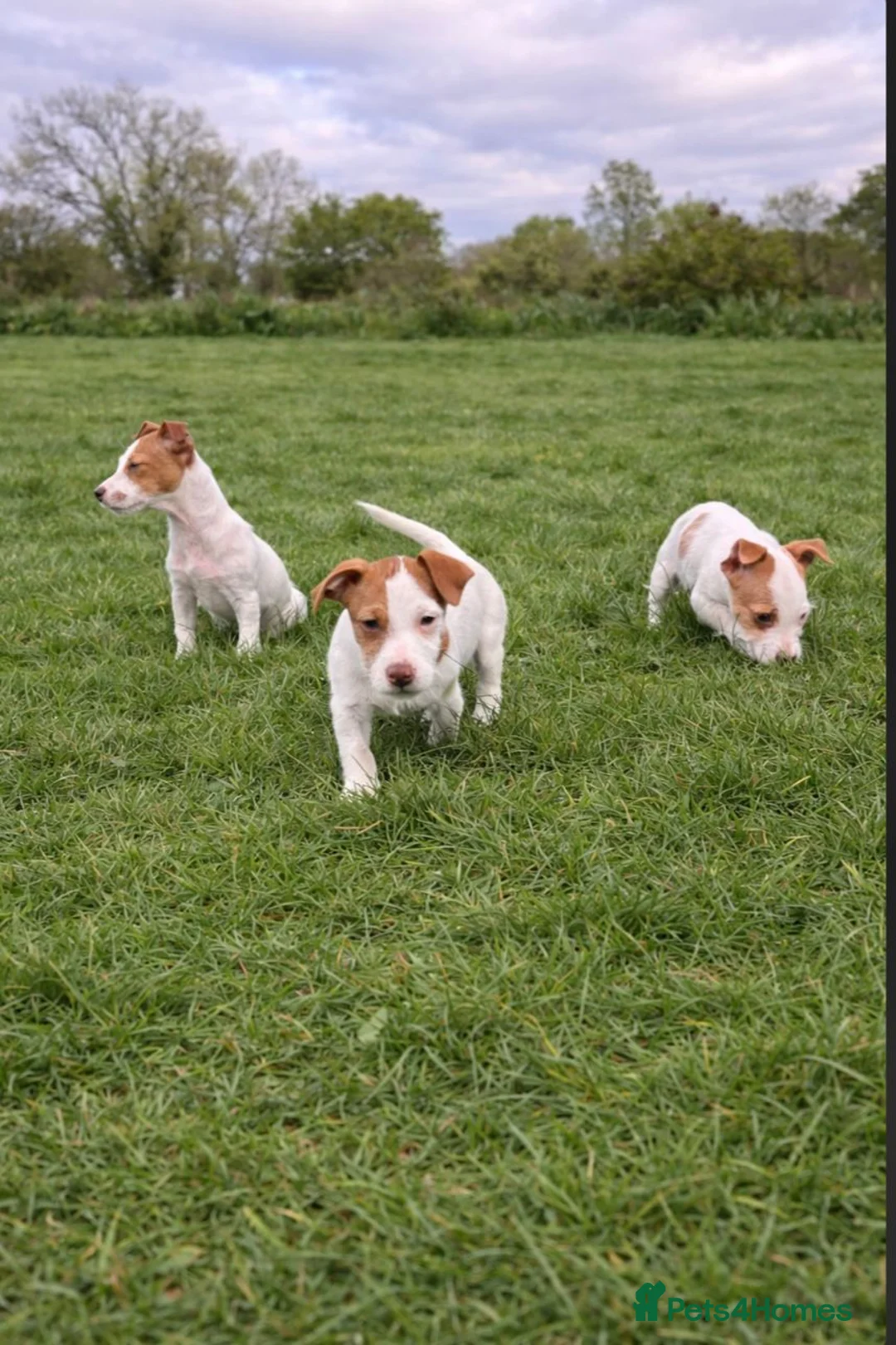 Jack Russell dogs for sale: Beautiful Jack Russel pups in Stourbridge - Advert 1