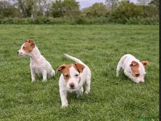 Jack Russell dogs Beautiful Jack Russel pups in Stourbridge - Advert 6