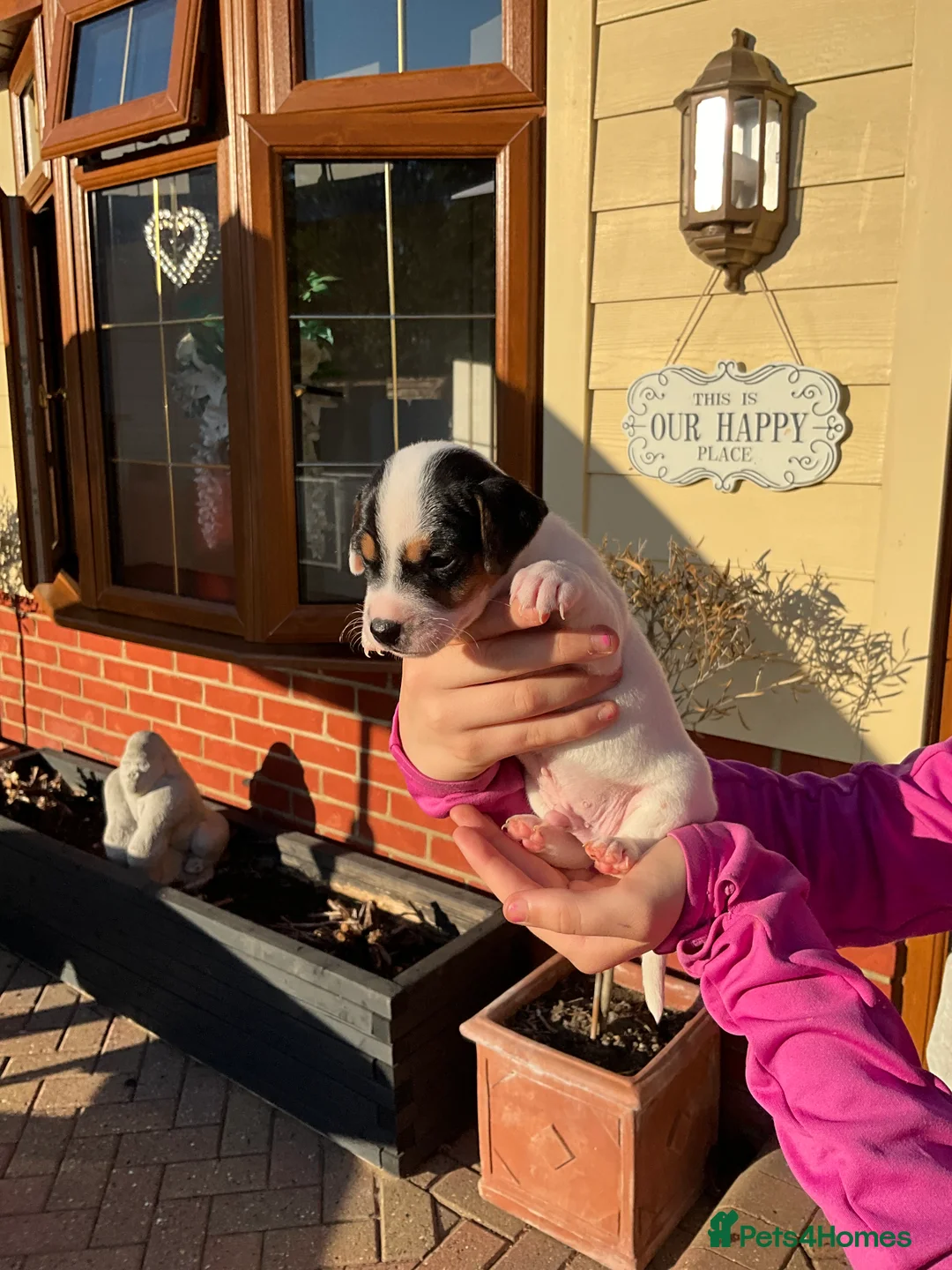 Mixed Breed dogs for sale: Jack russell in Maldon - Advert 2