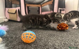 British Longhair cats for sale: 2 Kittens For Sale - Image 7