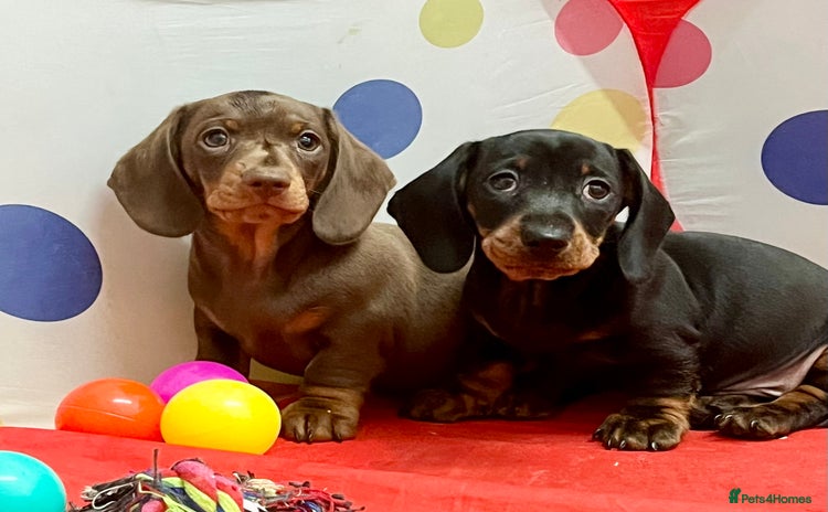 Miniature Dachshund dogs - Advert 10