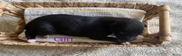 Whippet dogs for sale: 🐾 Beautiful KC Registered Whippet Puppies 🐾 in Aberdare - Advert 8