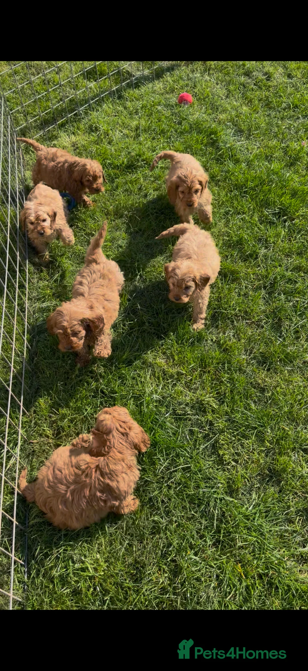 Cockapoo dogs for sale: Adorable F1 Cockapoo girl - Advert 17