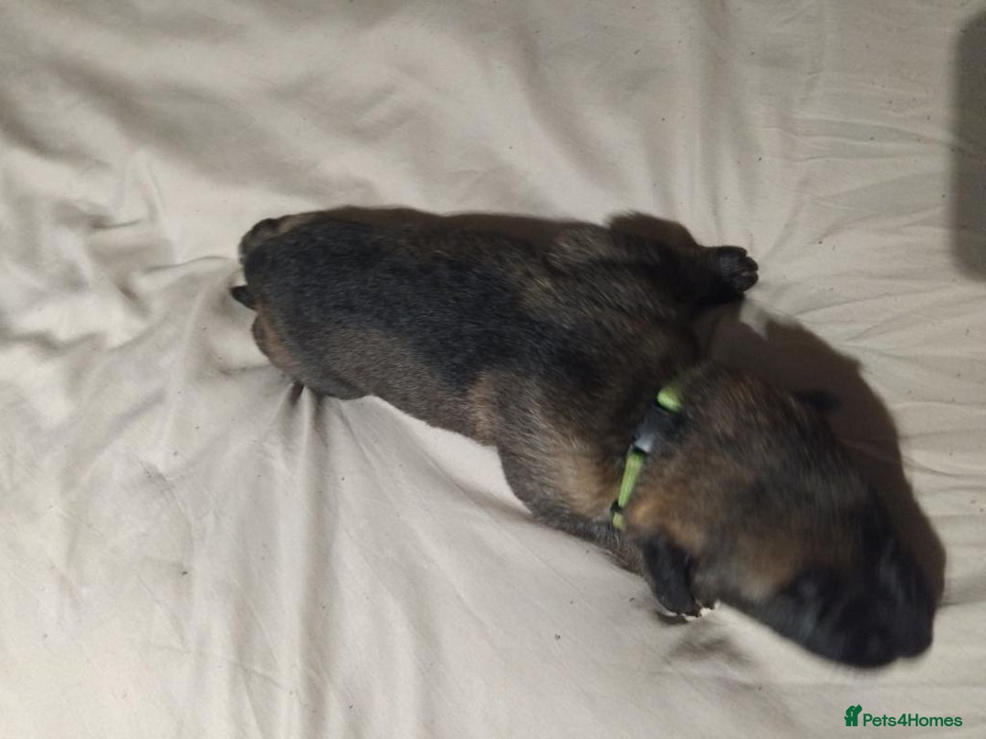 German Shepherd dogs for sale: German shepherd puppy’s kennel club registered  - Advert 32