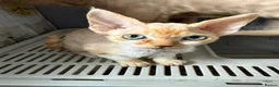 Devon Rex cats for sale: Stunning, cheeky GCCF reg Devon Male - Advert 4