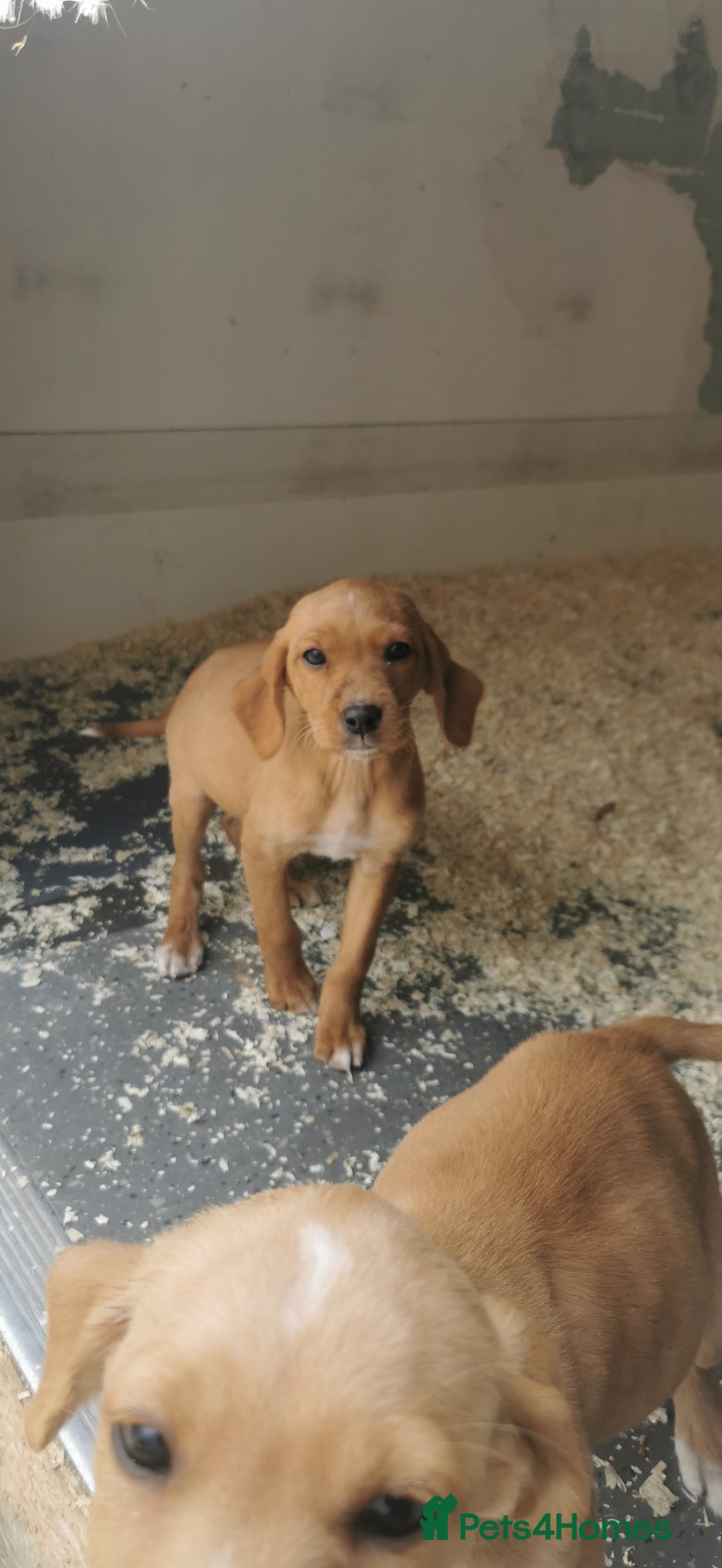 Mixed Breed dogs for sale: Beautiful litter of f1 setterdors  - Image 5
