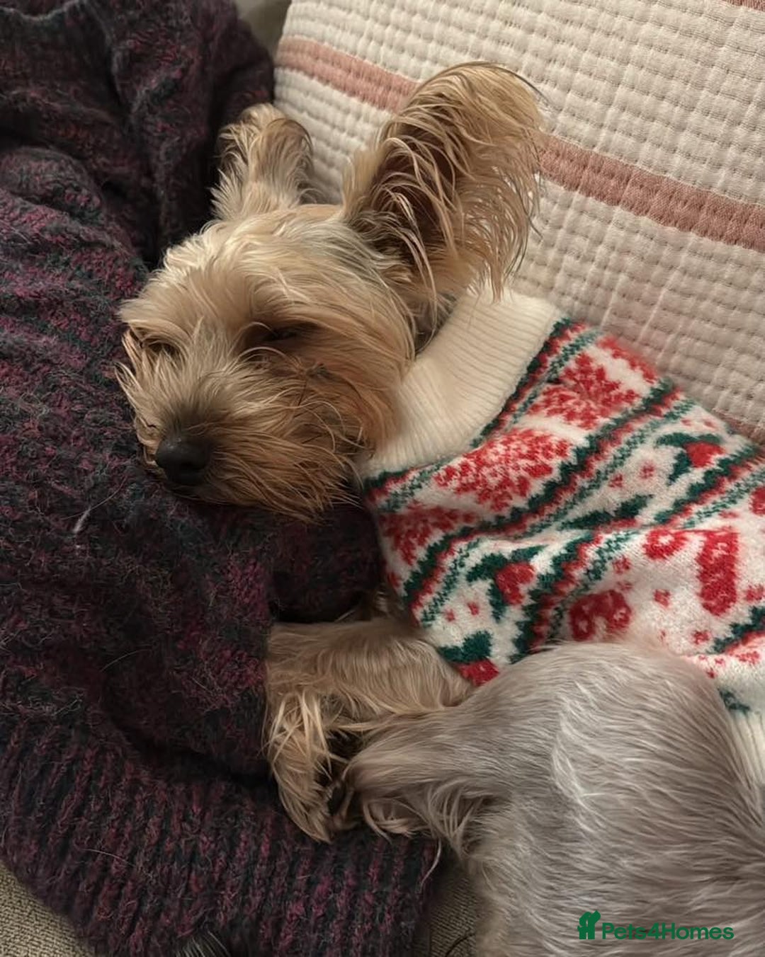 Mixed Breed dogs for adoption: Outgoing Osky - Advert 2