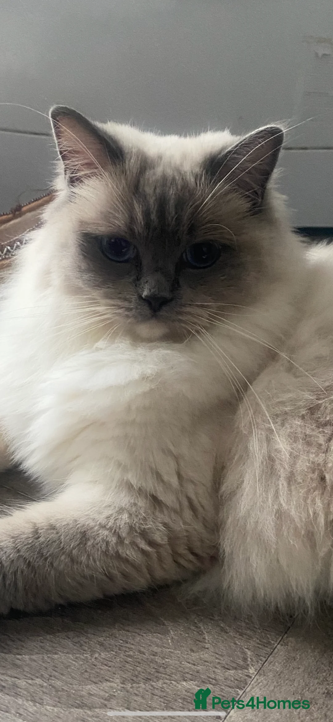 Ragdoll cats for sale: Doll face Ragdoll kitten  - Advert 1