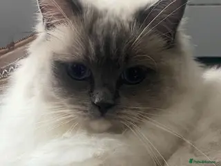 Ragdoll cats Doll face Ragdoll kitten - Advert 1