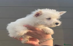 West Highland Terrier dogs for sale: West Highland Terrier pups Dad show lines - Image 13