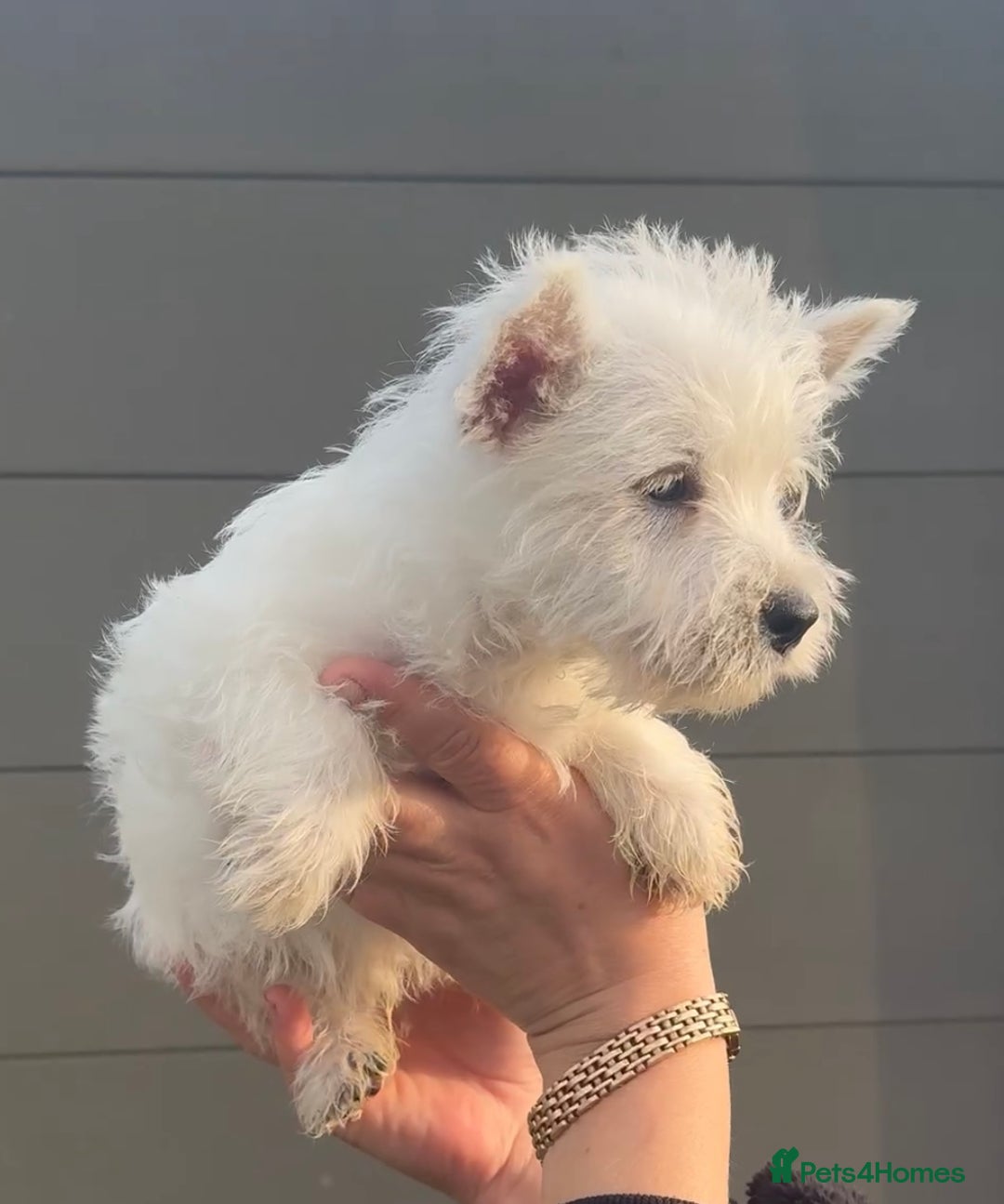 West Highland Terrier dogs for sale: West Highland Terrier pups Dad show lines - Image 13
