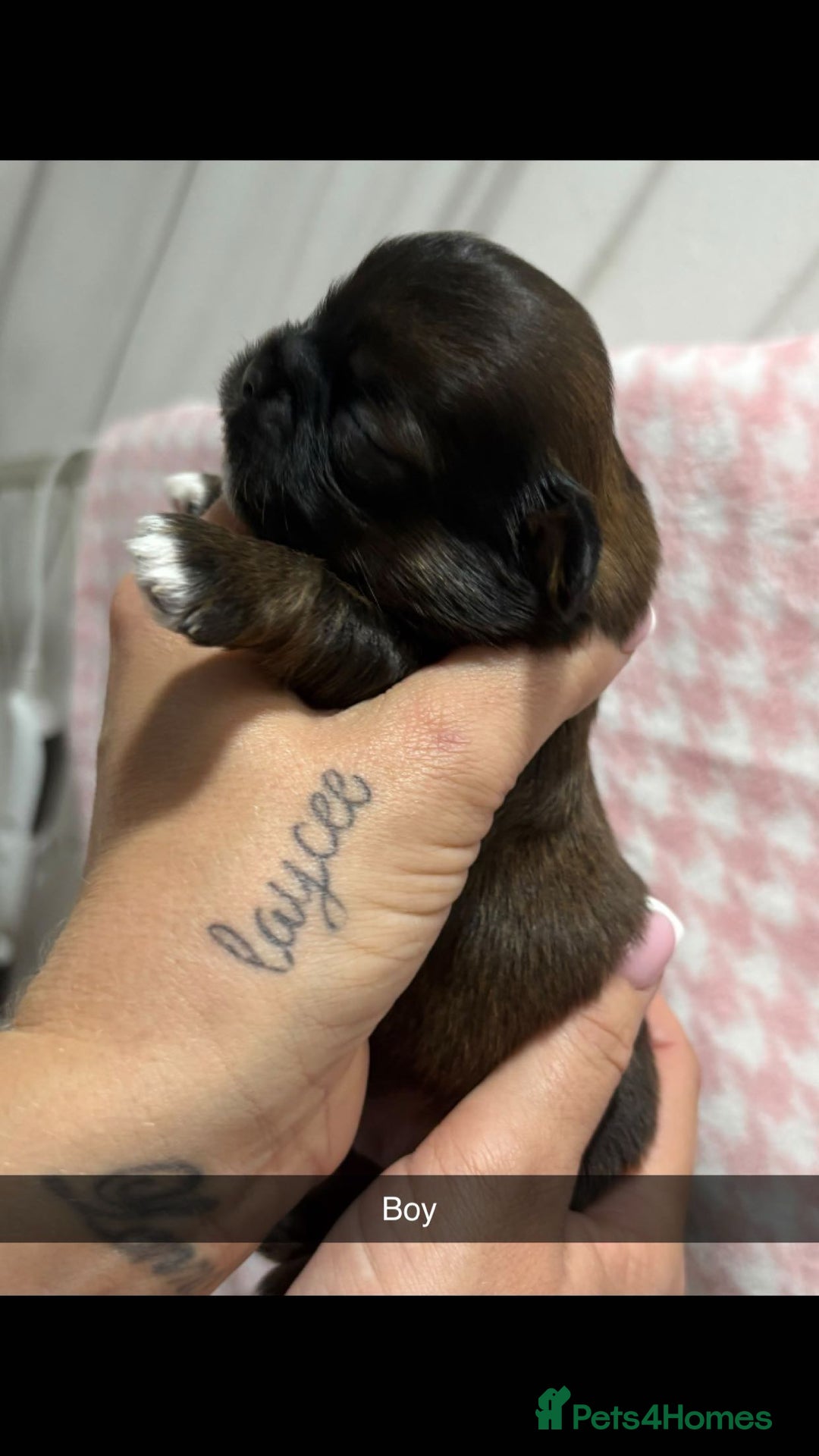 Shih Tzu dogs for sale: Shih zue puppies  - Image 2