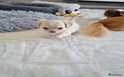 Chihuahua dogs for sale: Stunning Russian lines, Long haired Chihuahuas  - Image 17