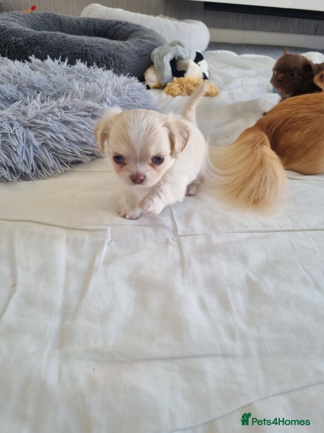 Chihuahua dogs for sale: Stunning Russian lines, Long haired Chihuahuas  - Image 17