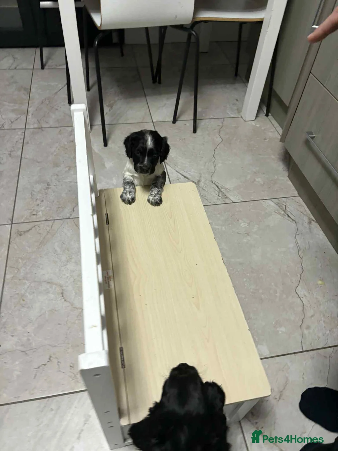 Sprocker dogs for sale: 7 Sprocker spaniels - Advert 17