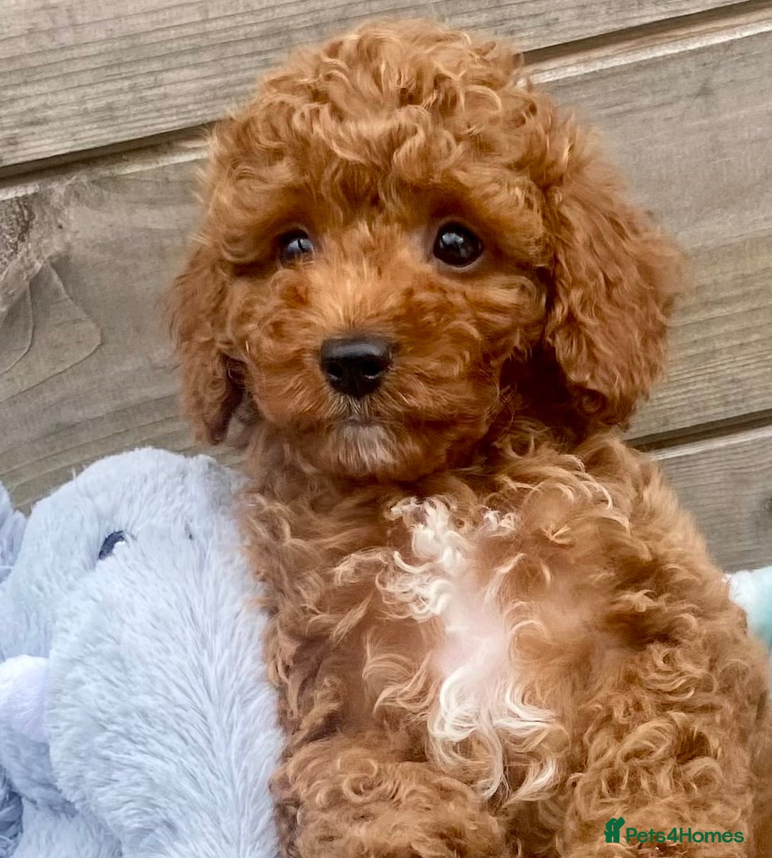 Cavapoo dogs small type toy F1B cavapoo puppies available  - Advert 1