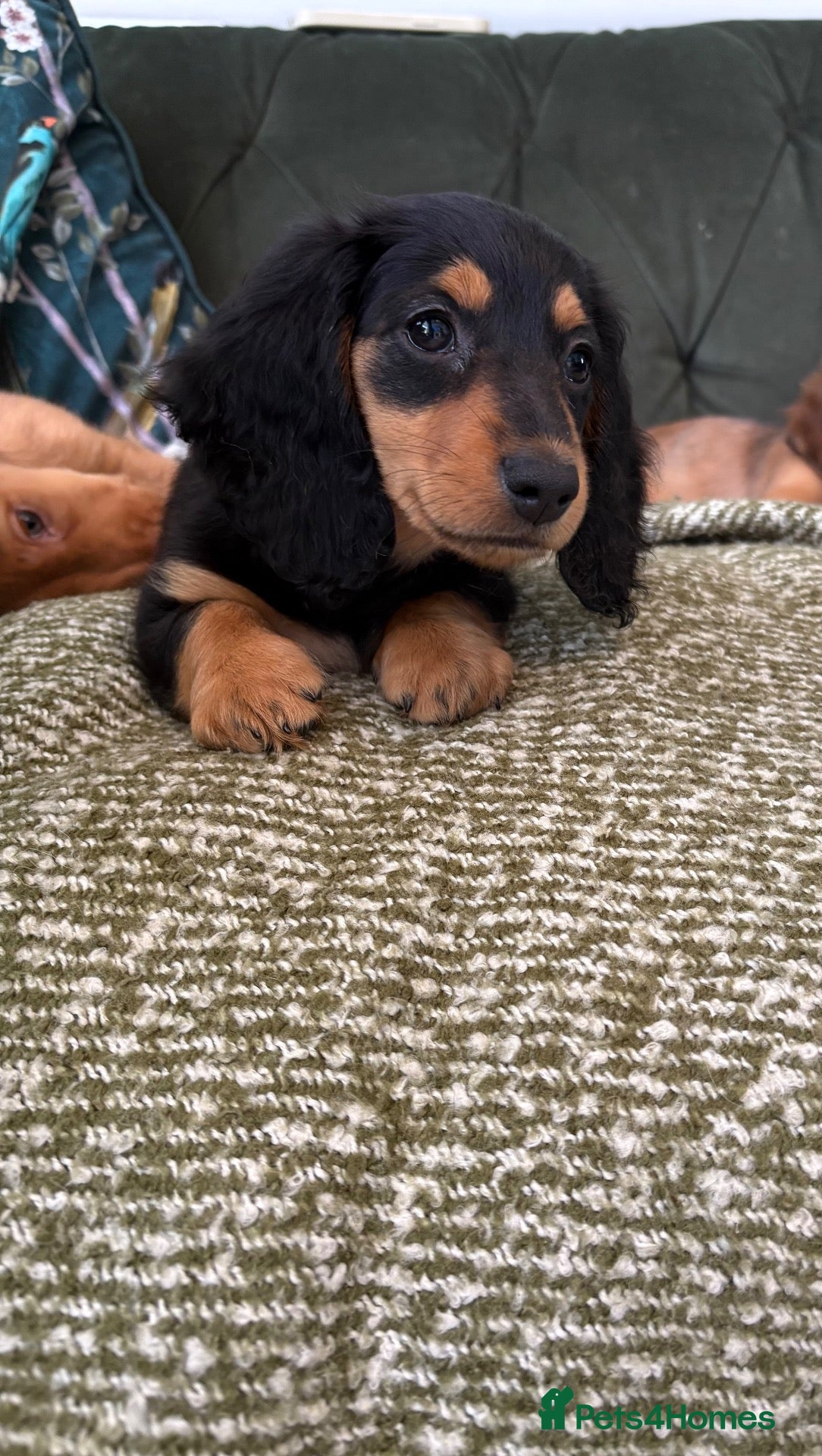 Dachshund dogs Beautiful Dachshund Puppies - Ready Now 🐾 - Advert 2