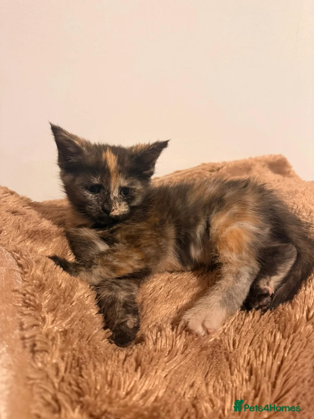Maine Coon cats for sale: Maine Coon  - Advert 2