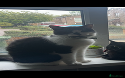 Domestic Shorthair cats for sale: Beautiful boy looking for a home - Image 2
