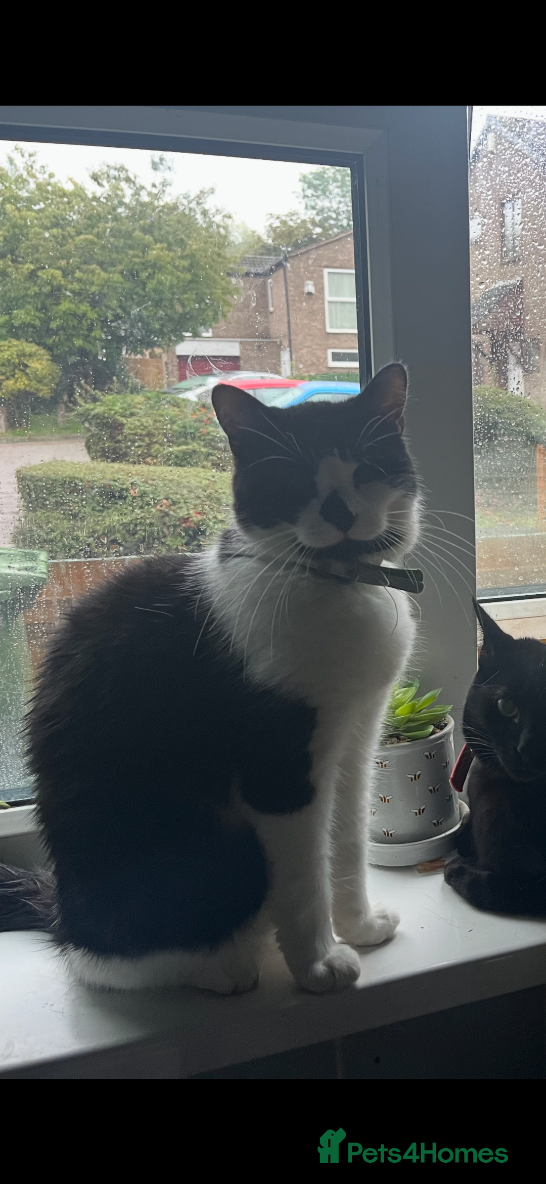 Domestic Shorthair cats for sale: Beautiful boy looking for a home - Image 2