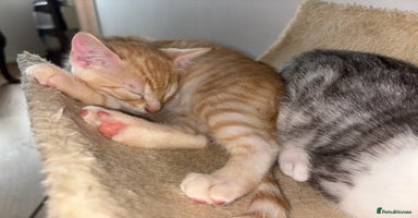 Mixed Breed cats - Advert 7