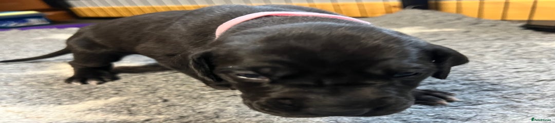 Great Dane Puppy 10 blue girl pink collar 