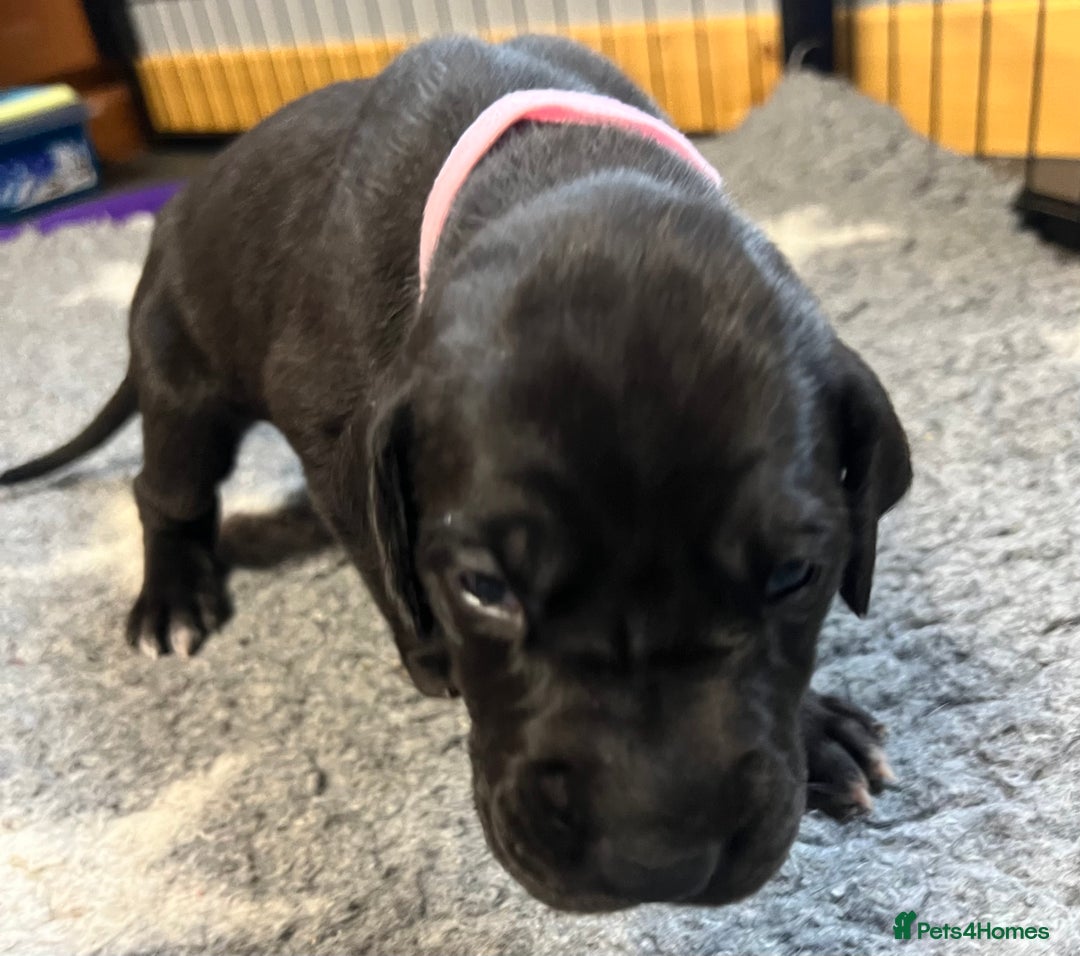 Great Dane dogs for sale: Great Dane pups our own 4th Generation  - Image 2