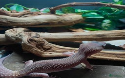 Leopard Gecko reptiles for sale: Blazing blizzard leopard gecko and viv  - Image 2